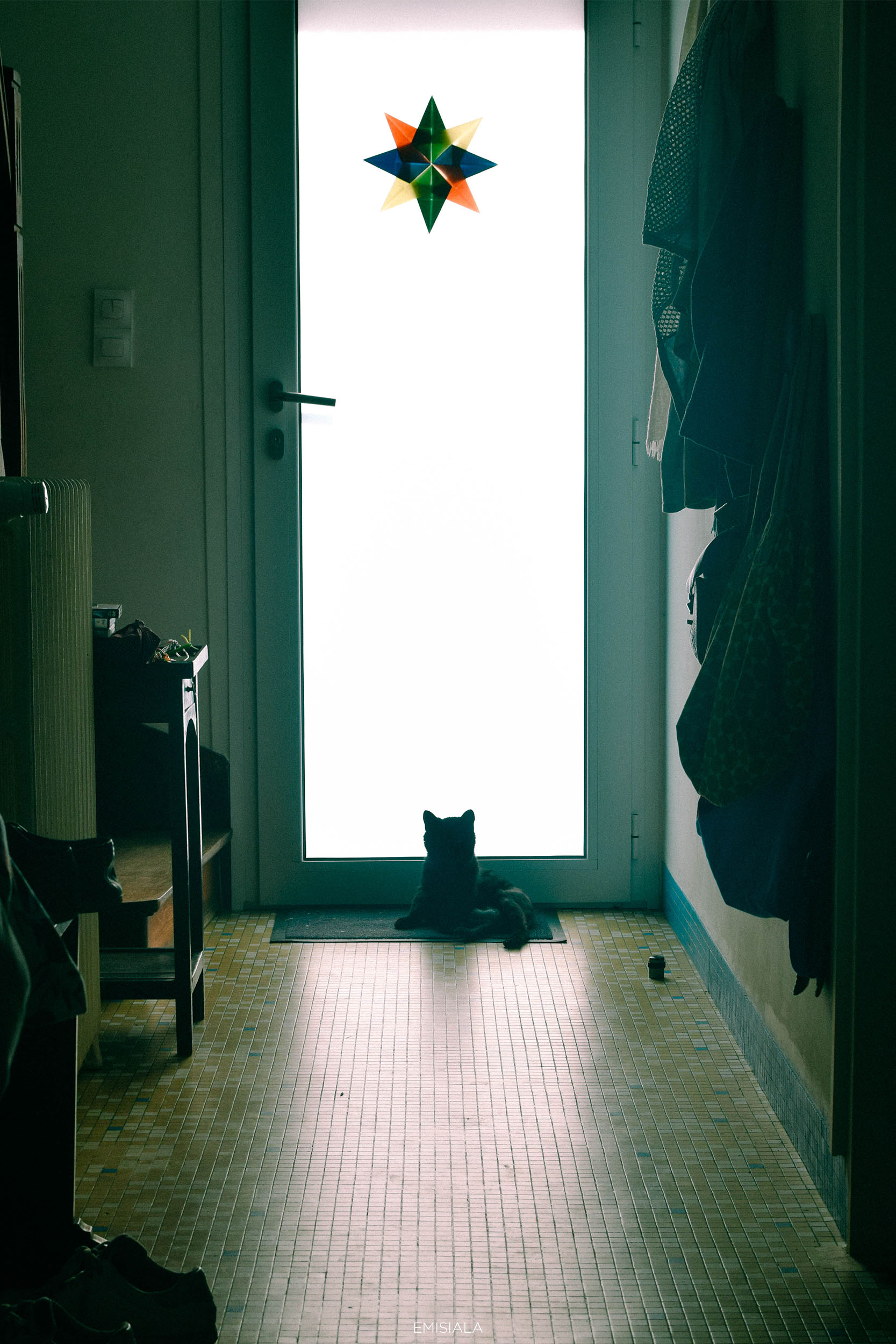 Photo d'un chat. 
